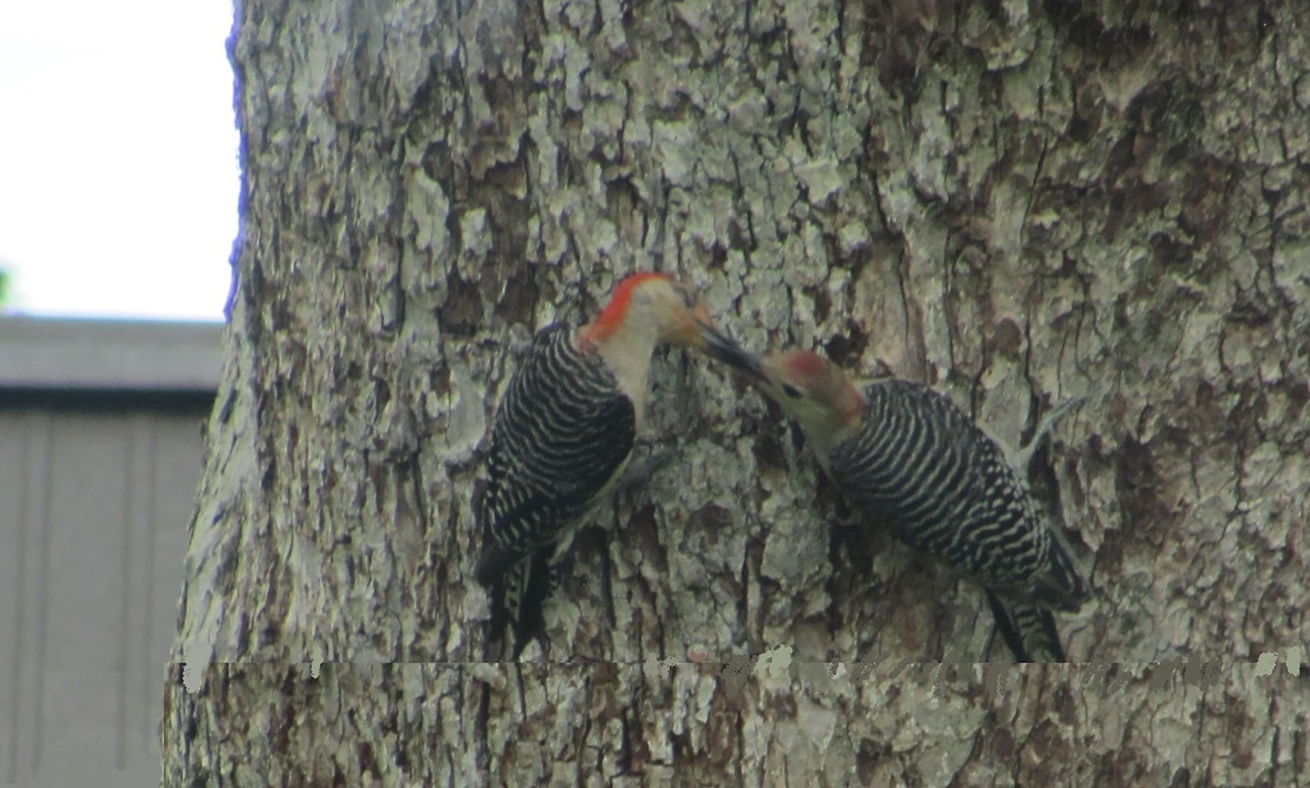 Woodpecker
